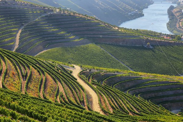 Quelle croisière offre des excursions pour découvrir les vignobles de la vallée du Douro au Portugal?