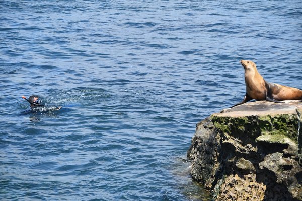 Comment organiser une visite des parcs nationaux de l'Ouest canadien pour observer la faune sauvage?